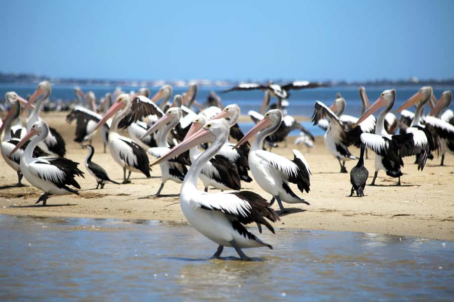 Mandurah: Dolphin and Views Cruise - Wetlands, swans, and Mandurah’s birdlife