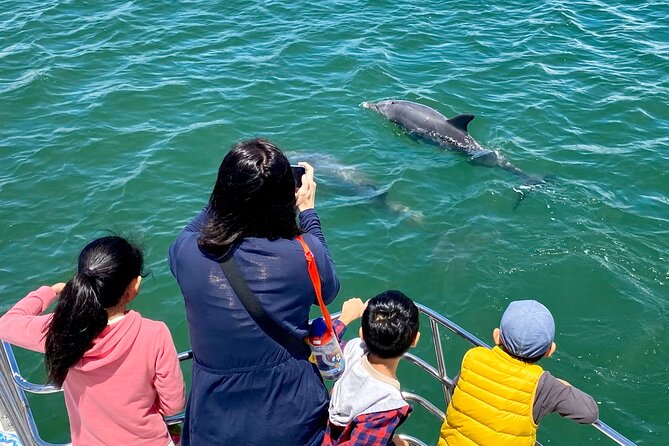Mandurah Dolphin Cruise and Views - Creery Wetlands and the birdlife