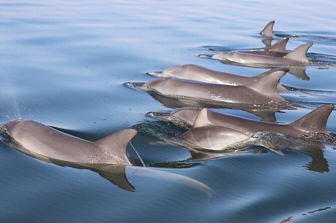 Mandurah Dolphin Cruise and Views - How much time do you need?