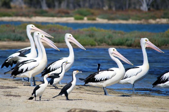 Mandurah Dolphin Cruise and Views - Is $31.56 good value?