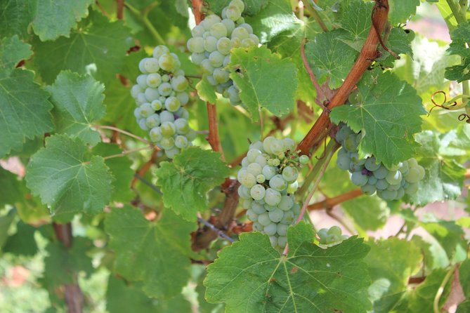 Margaret River Small-Group Full-Day Wine & Food Tour - Thompson Estate, with wine among the barrels