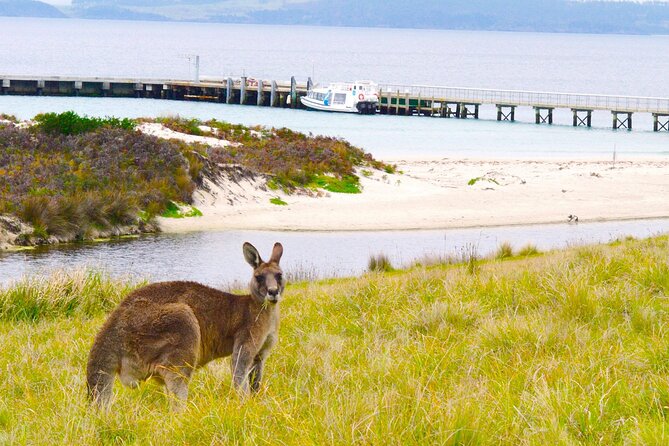 Maria Island Cruise and Guided Walk Day Tour with Lunch and Drinks - Morning tea, lunch, and drinks on board