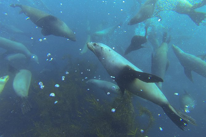 Maria Island Cruise and Guided Walk Day Tour with Lunch and Drinks - Darlington’s convict settlement and island wildlife
