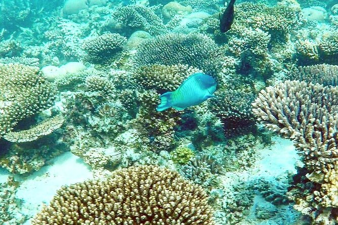 Marine Eco Safari - Swim with Manta Rays - The essential points before you book