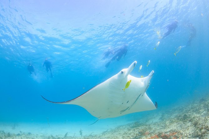 Marine Eco Safari - Swim with Manta Rays - A full day built around Ningaloo’s wildlife