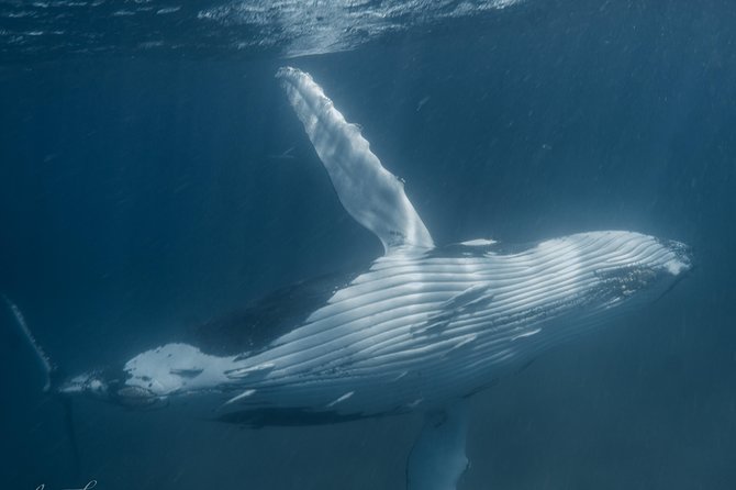 Marine Eco Safari - Swim with Manta Rays - The turtle sanctuary offers a different kind of encounter