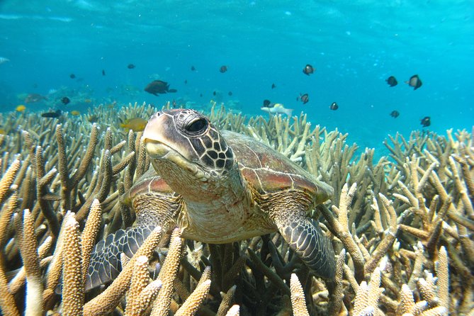 Marine Eco Safari - Swim with Manta Rays - The final snorkel gives the day a strong finish