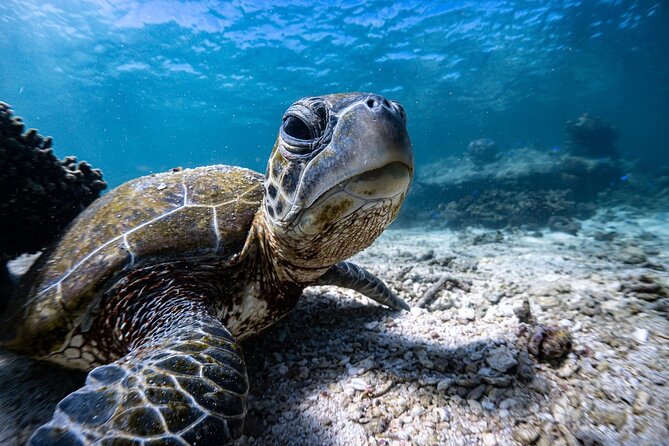 Marine Eco Safari - Swim with Manta Rays - Bills Bay brings an early look at the reef