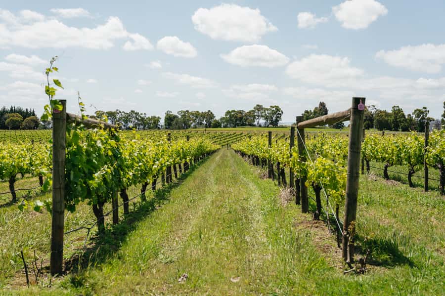 Melbourne: Full-Day Yarra Valley Wine Experience with Lunch - Balgownie Estate combines lunch and more wine