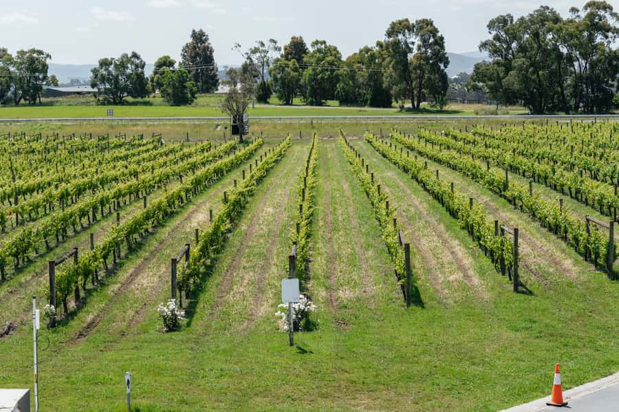 Melbourne: Full-Day Yarra Valley Wine Experience with Lunch - The guides are a major part of the experience