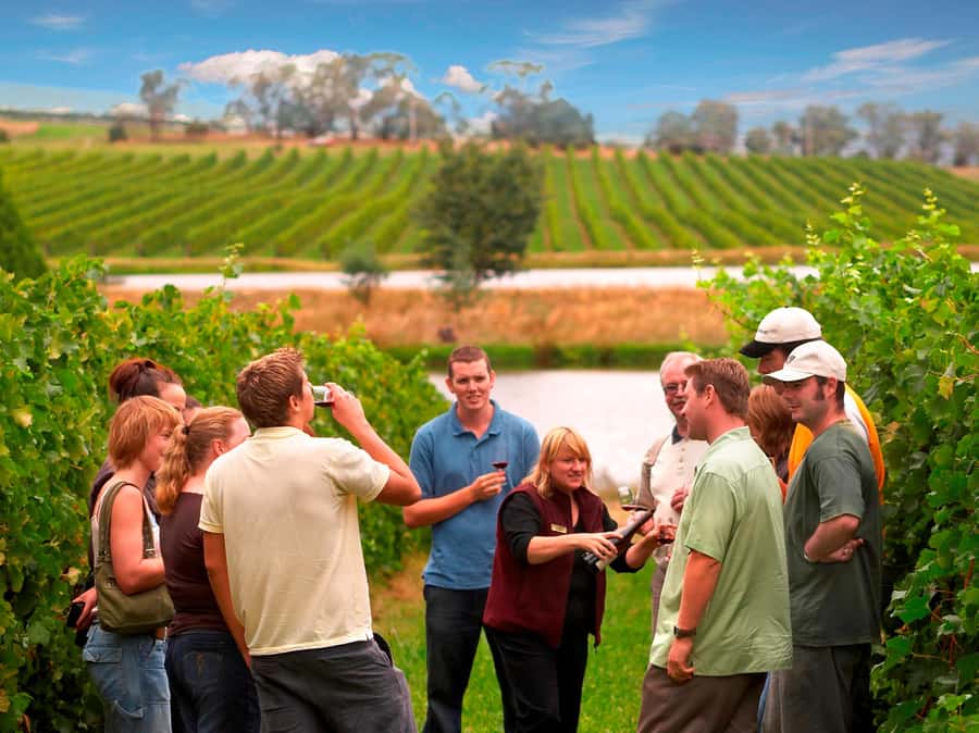 Melbourne: Full-Day Yarra Valley Wine Experience with Lunch - Greenstone sets the tone with tasting basics