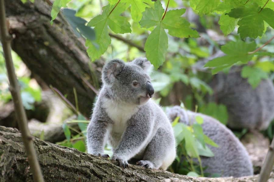Melbourne: Great Ocean Road & Iconic Coastal Views Day Tour - Koala spotting near Barham River Road