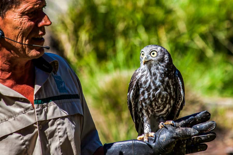 Melbourne: Puffing Billy & Healesville Sanctuary Scenic Tour - Healesville Sanctuary and Australian Wildlife