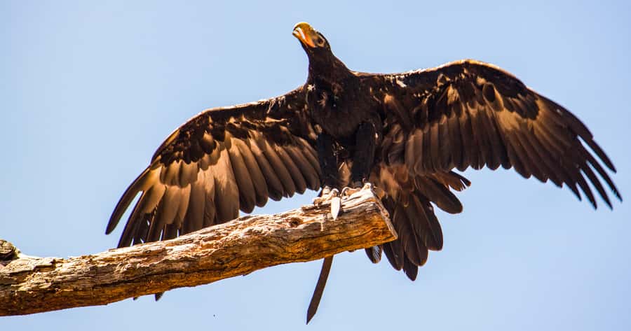 Melbourne: Puffing Billy & Healesville Sanctuary Scenic Tour - The Guides Can Make or Break the Pace