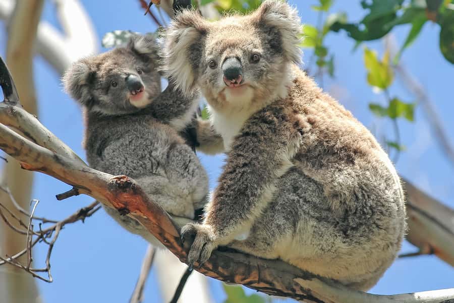 Melbourne: Puffing Billy & Healesville Sanctuary Scenic Tour - Emerald Lake Is the Day’s Breathing Space