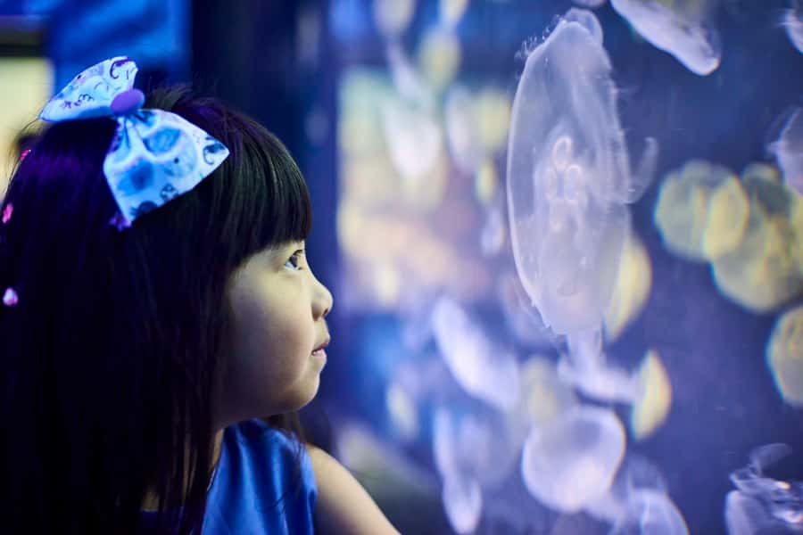 Melbourne: SEA LIFE Aquarium Entrance Ticket - How long should you allow?
