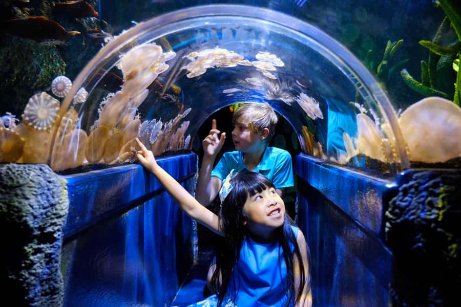 Melbourne: SEA LIFE Aquarium Entrance Ticket - Finding SEA LIFE beside the Yarra River