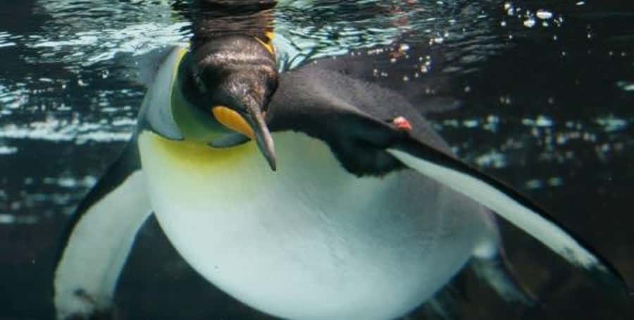 Melbourne: SEA LIFE Aquarium Entrance Ticket - Bay of Rays and the 2.2 million liter Oceanarium