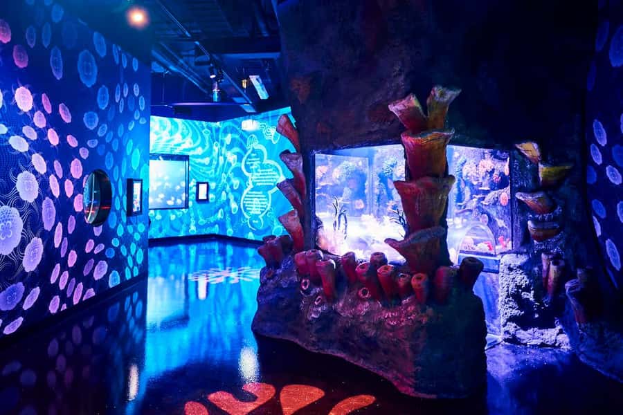 Melbourne: SEA LIFE Aquarium Entrance Ticket - Pinjarra, the saltwater crocodile