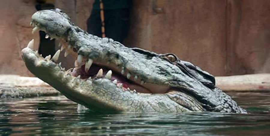 Melbourne: SEA LIFE Aquarium Entrance Ticket - Antarctic penguins at the end