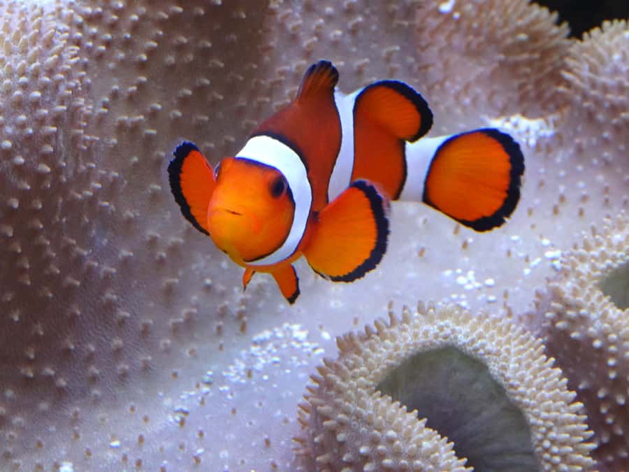 Melbourne: SEA LIFE Aquarium Entrance Ticket - Talks, touch pools, and the 4D cinema