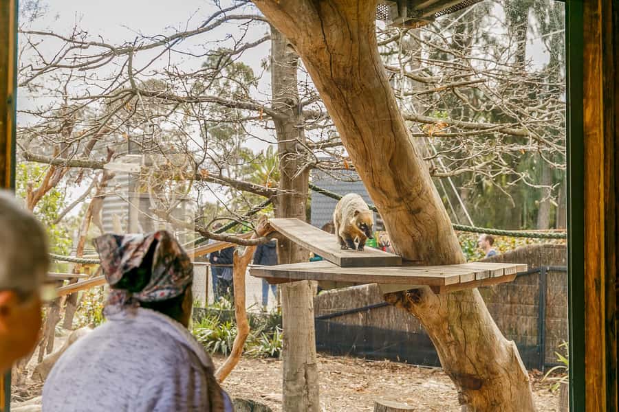 Melbourne Zoo: 1-Day Entry Ticket - What your day at Melbourne Zoo looks like