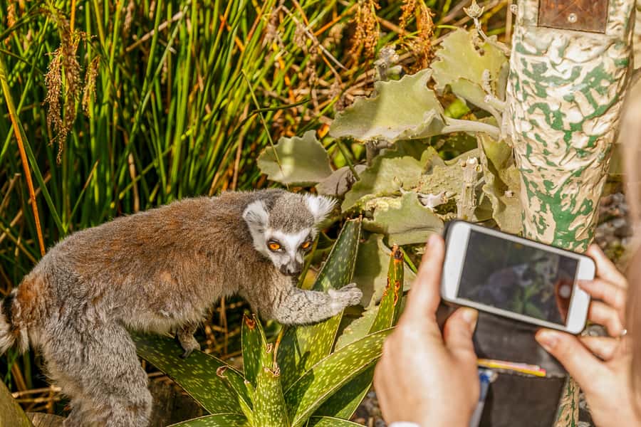 Melbourne Zoo: 1-Day Entry Ticket - Lion Gorge and the Butterfly House