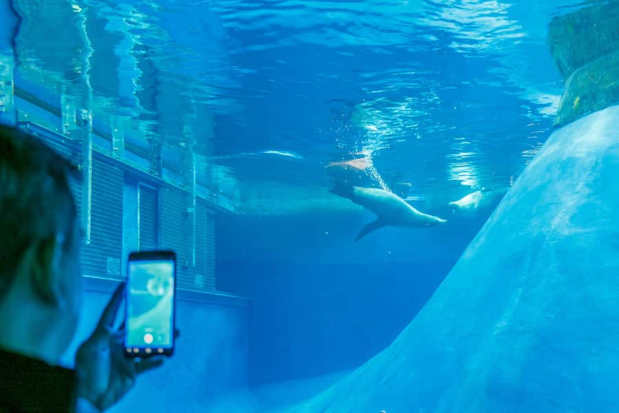 Melbourne Zoo: 1-Day Entry Ticket - Penguins and seals below the surface