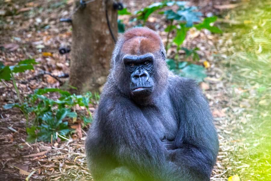 Melbourne Zoo: 1-Day Entry Ticket - Keeper talks and the human side of the zoo