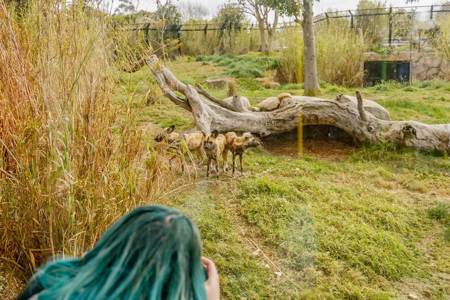 Melbourne Zoo: 1-Day Entry Ticket - Food, shade, and the practical rhythm of the day