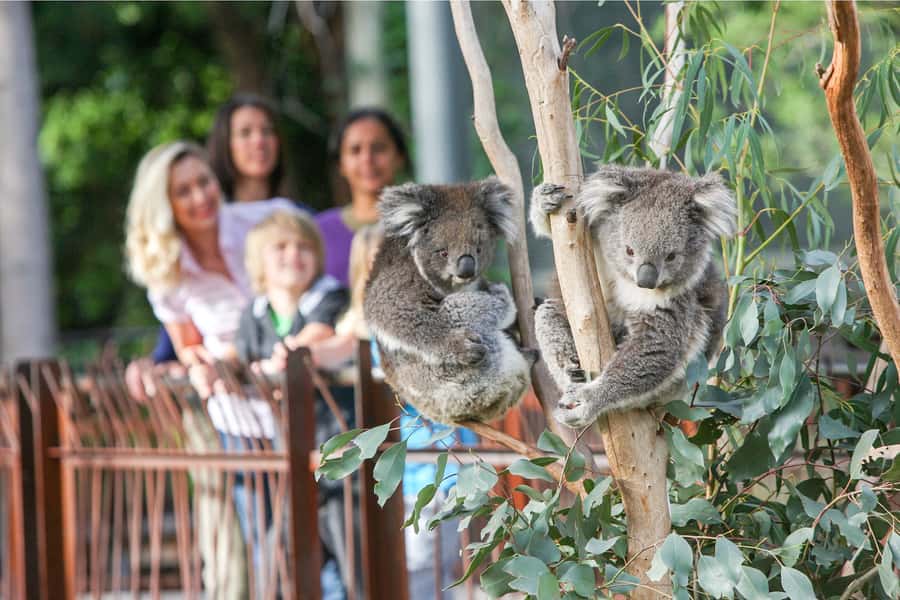 Melbourne Zoo: 1-Day Entry Ticket - Tigers, monkeys, and rainforest paths