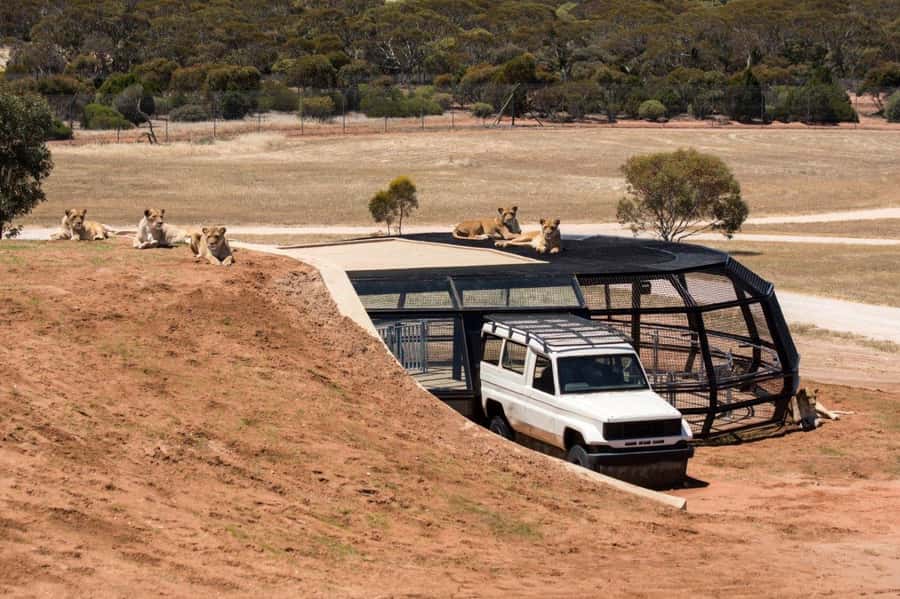 Monarto Safari Park: General Admission Tickets - Key points to know before you go