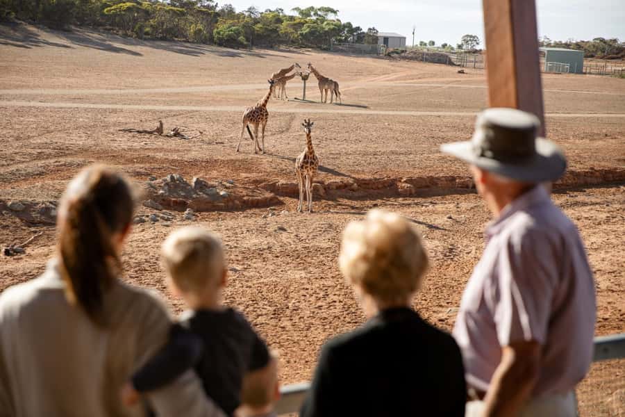 Monarto Safari Park: General Admission Tickets - What you can see at the viewing platforms