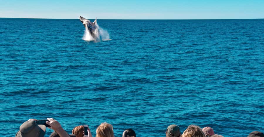 Mooloolaba: Whale Watching Cruise - Key points to know before you go