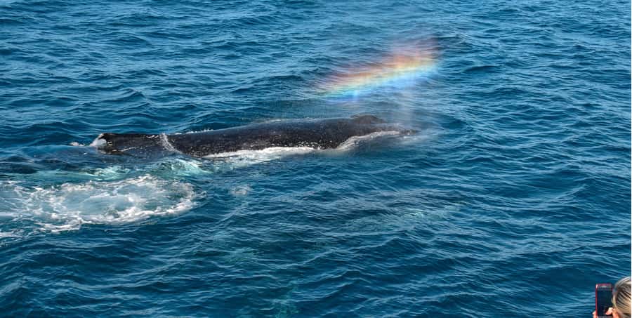 Mooloolaba: Whale Watching Cruise - Is $60 good value?