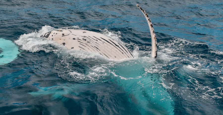 Mooloolaba: Whale Watching Cruise - What to bring for a comfortable cruise