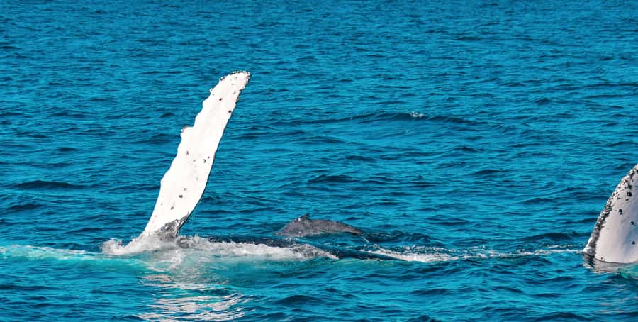 Mooloolaba: Whale Watching Cruise - The fast run to the whale area
