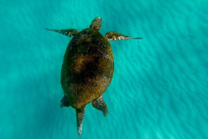 Moreton Island Day Trip (Kayak, Snorkel & Sandboard) frm Brisbane or Gold Coast - Lunch on the beach, with limited comfort