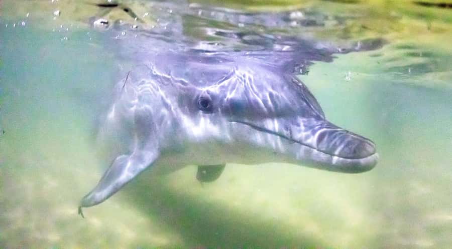 Moreton Island: Tangalooma ATV Quad Bike & Dolphin Feeding - Key points to know before you book
