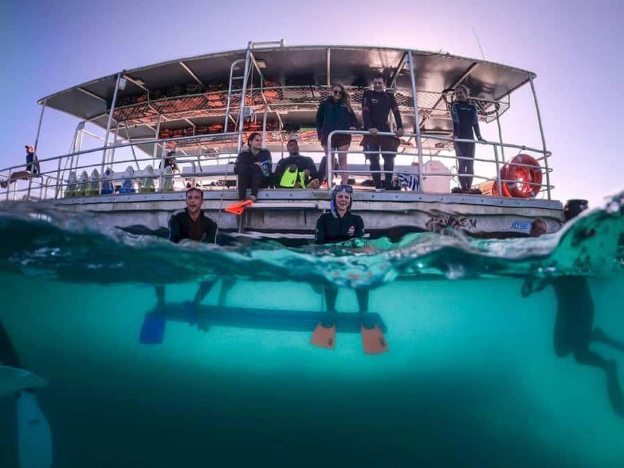 Moreton Island: Tangalooma Day Trip with Snorkeling Tour - Why the Tangalooma Wrecks are the star of the day