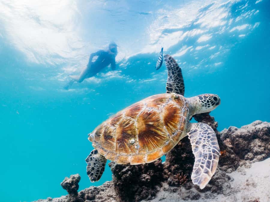 Moreton Island: Tangalooma Day Trip with Snorkeling Tour - From Brisbane to Moreton Island in 75 minutes