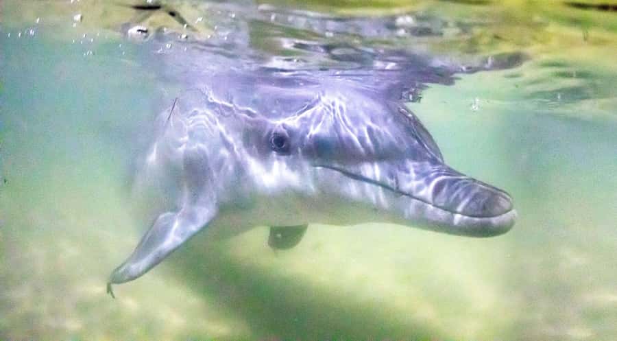 Moreton Island: Tangalooma Desert Safari and Dolphin Feeding - Key points to know before you book