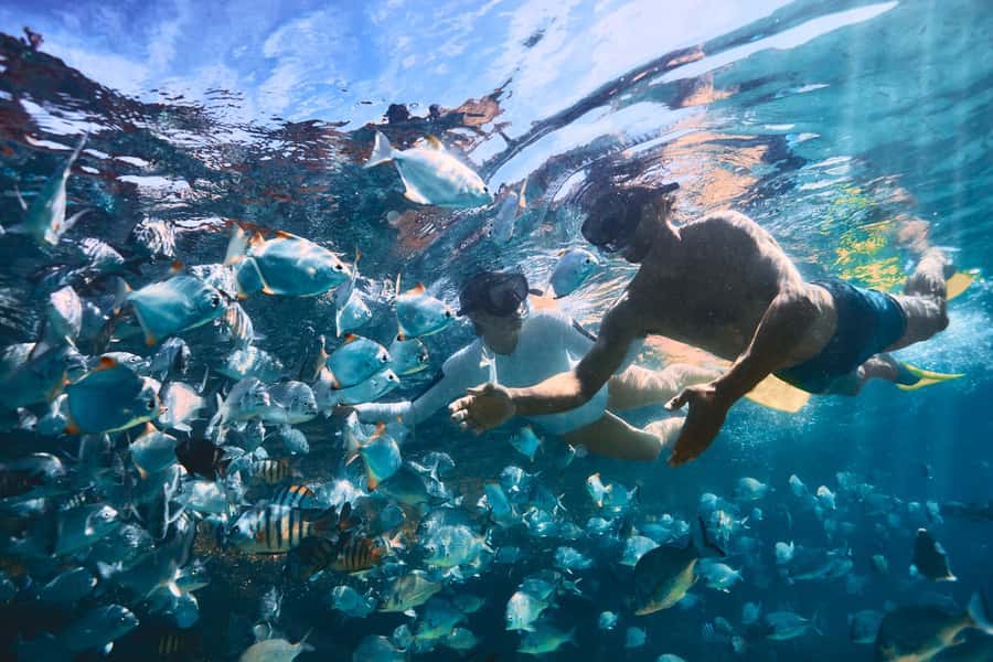 Moreton Island: Tangalooma Snorkeling Tour & Dolphin Feeding - Timing, transport, and small details that matter
