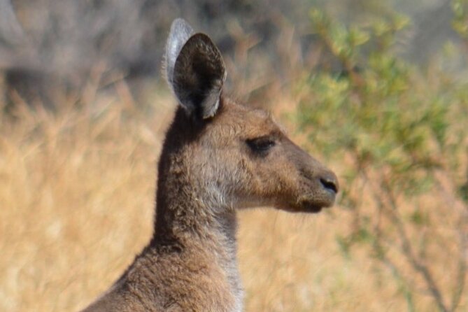 Morning Cruise on the Murchison River in Kalbarri (April to Nov) - Commentary from Grant and Tracy