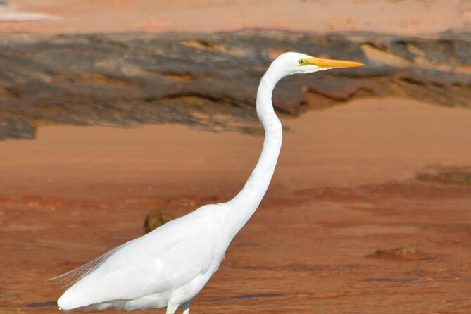 Morning Cruise on the Murchison River in Kalbarri (April to Nov) - The Murchison River Mouth