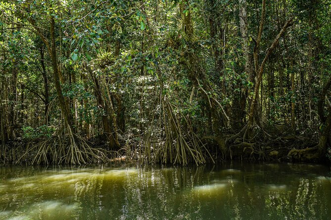 Morning Daintree Tour with River Cruise from Port Douglas - Mossman Gorge brings the morning together
