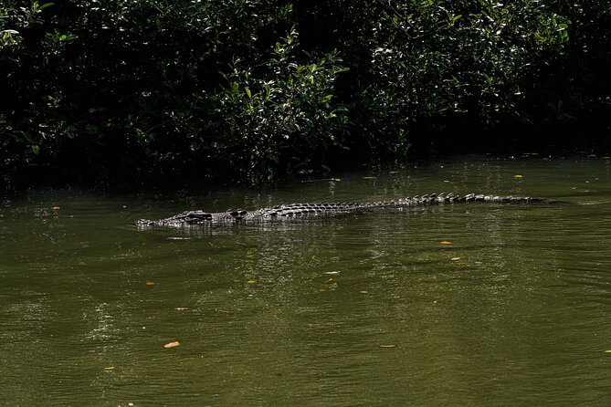 Morning Daintree Tour with River Cruise from Port Douglas - What the $104.72 price actually covers