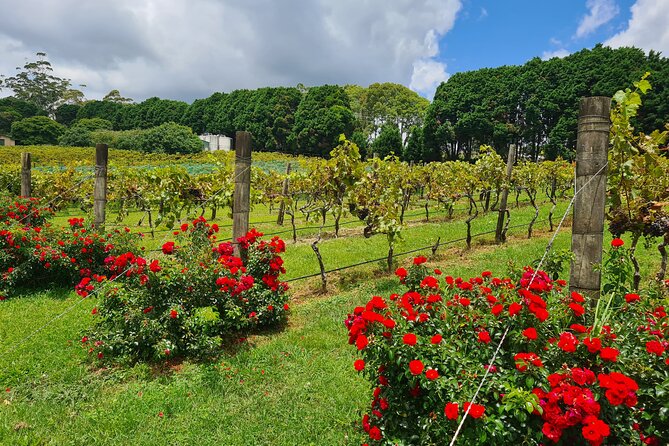 Mount Tamborine Wine Tasting Tour from Brisbane or the Gold Coast - The 8:30 am pickup and drive into the mountains