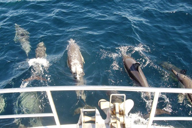 Newcastle Whale Watching Cruise - Newcastle’s whale season begins with the open sea