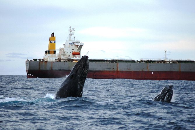 Newcastle Whale Watching Cruise - Is $60.97 good value for a two-and-a-half-hour cruise?